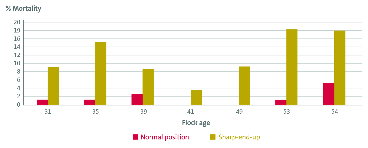 Embryo mortality 19-21 days for eggs incubated in normal position versus eggs incubation sharp-end-up