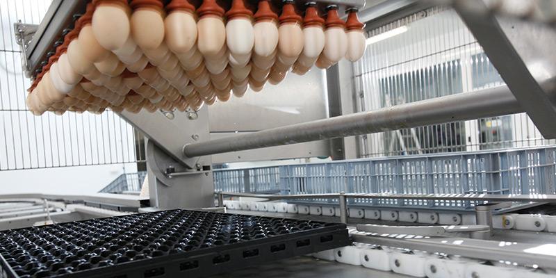 Sistema automático  de transferência de ovos