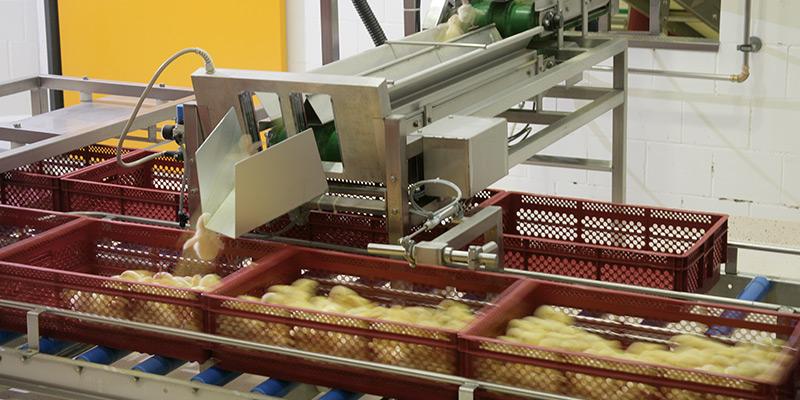 Chick counting and boxing system
