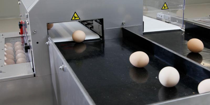 Система сортировки яйца