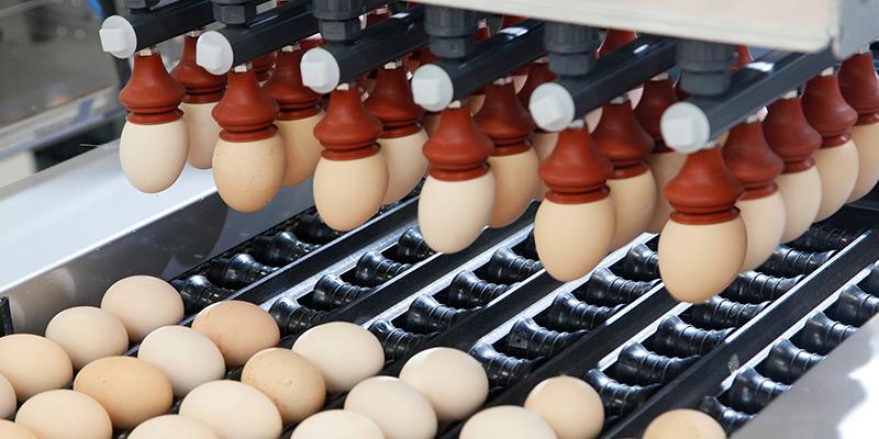 Sistema de carga de huevos