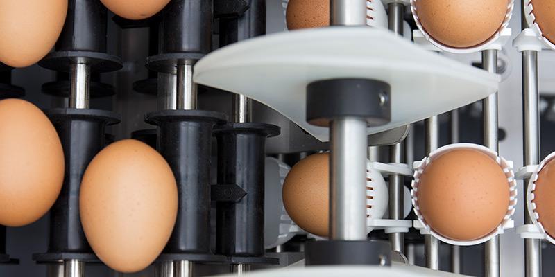 Sistema de montagem dos ovos