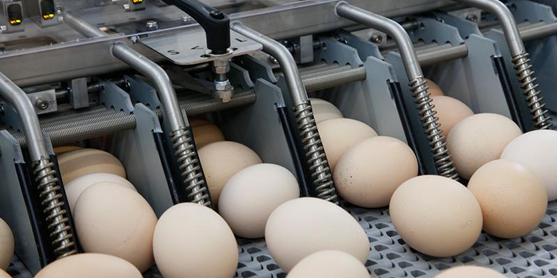 Sistema de colocación de huevos