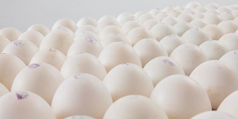 SmartTray™ 126 para huevos de pato
