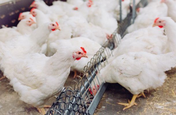 ‘Strange things’ in egg breakout – when to suspect a breeder nutrition problem