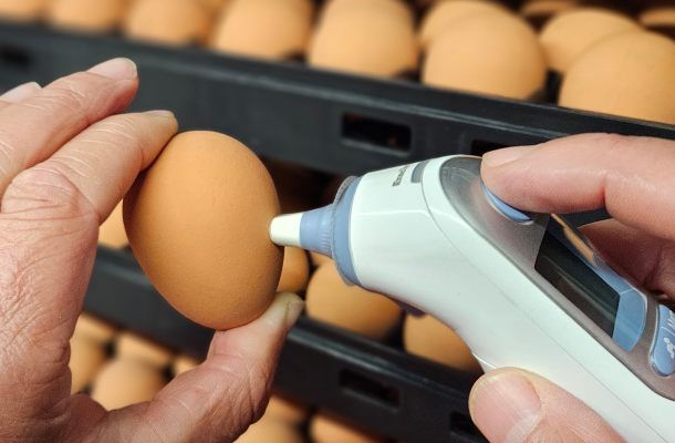 The ins and outs of measuring eggshell temperature