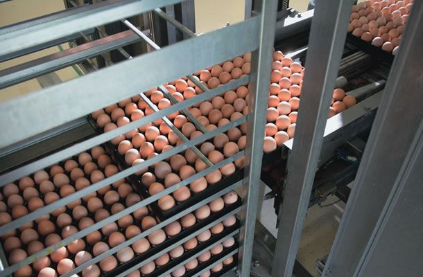 Weighing the benefits of automation in the hatchery