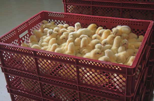 Поддержание оптимального климата для обработки и транспортировки цыплят
