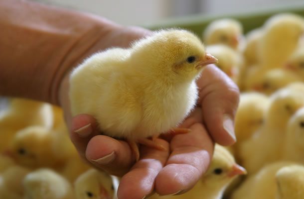 Экономика улучшения однородности цыплят