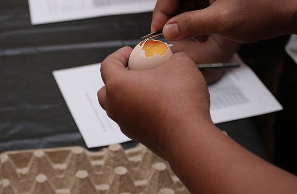 Qual é o melhor tamanho de amostra para a quebra de ovos?