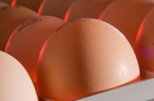 Pre-storage incubation and SPIDES : New procedures in hatching egg storage