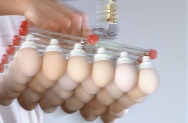 Handle hatching eggs with care for profitability