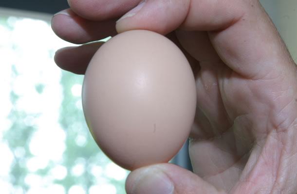 Качество инкубационного яйца