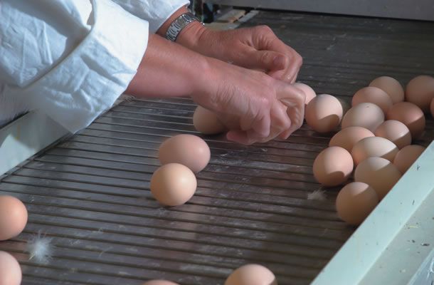 Care of the egg: from nest to farm store