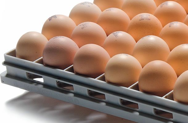 Transporte de ovos incubáveis