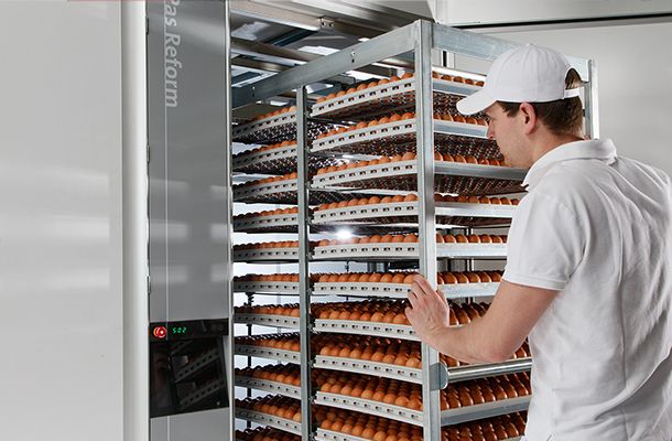 Tratamiento térmico de los huevos para incubar durante el almacenamiento