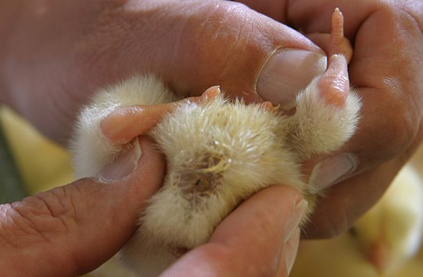 脐部发育对雏鸡体质量的影响