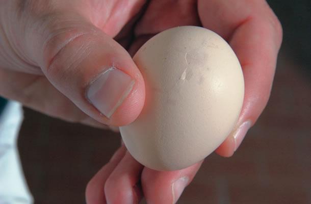 O impacto das microtrincas nos ovos