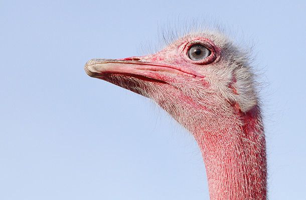 NatureForm se asocia con Sahara Conservation Fund para ayudar a salvar avestruces raros del norte de África