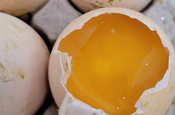 Realizando a quebra de ovos não eclodidos