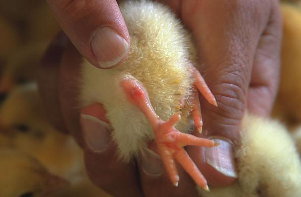 Red hocks in day old chicks or poults