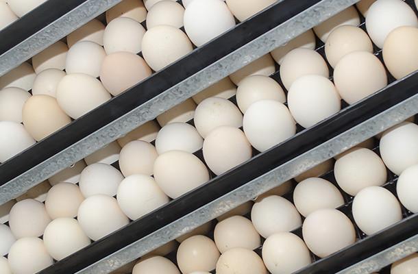 The biology behind egg turning
