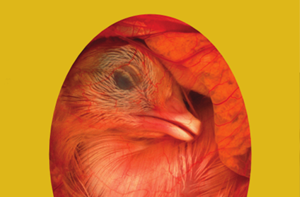 Understanding the biology behind incubation temperature