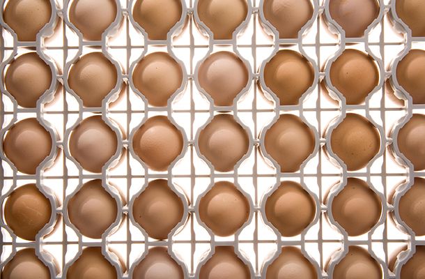 Управление яйцом и цыплятами от молодого стада